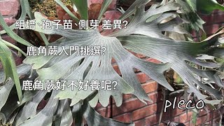 Pleco鹿角蕨新手入門全攻略 入門選擇amp鹿角蕨 [upl. by Atnek]