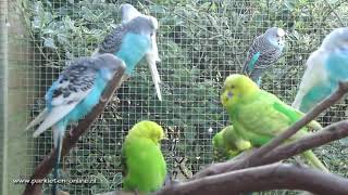 Grasparkieten  Parkieten  Parkieten geluiden  Volièrevogels  Parakeet sounds  Bird sounds [upl. by Lonier]