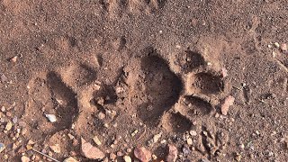 Jungle mein jab dikhe Tiger ke fresh pugmark Trek to Kachida Mata in Ranthambhore Nation Park [upl. by Hoagland]