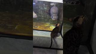 Arapaima VS cat Reaction 😮🔥 viral [upl. by Newo840]