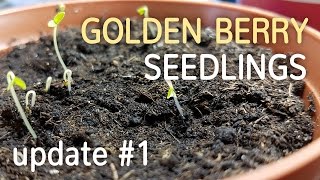 Golden Berry Seedlings Update 1  Growing Cape Gooseberry from Seed  05022017 [upl. by Emixam364]