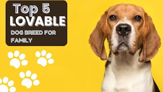 Top 5 Lovable Dog Breeds Your Perfect Family Companion [upl. by Wash]