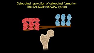 The RANKLRANKOPG system in bone [upl. by Dulcle]