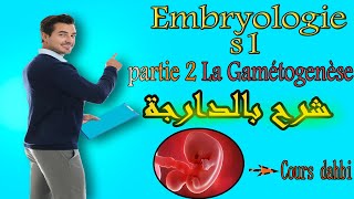 Embryologie s1  partie 2 La Gamétogenèse شرح بالدارجة [upl. by Darrow680]