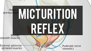 Micturition reflex  Renal physiology [upl. by Virnelli]