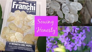 How to Sow Honesty Lunaria Annua Seeds  Cottage Garden Plants  with Germination Update [upl. by Liuka]