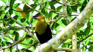 Oropendola Olive 1439 [upl. by Stoeber641]