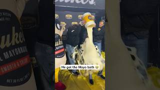 WVU HC gets showered in mayo after winning the Dukes Mayo Bowl 😱 [upl. by Lahcym763]