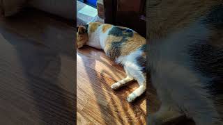 Beauty sleep diche 😴😴shortvideos petcomedy youtubeshorts [upl. by Hadihsar]