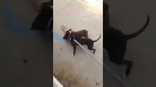 Pit bulls attacking poodle in Baldwin hills LA [upl. by Arres440]