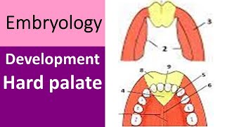 Hard Palate Development Key Insights [upl. by Alcus]