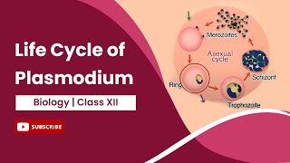 Life cycle of Entamoeba histolytica  parasitology  Basic Science Series [upl. by Yelrebmik]