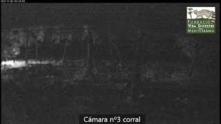 WEBCAM Corral fvsm Mallorca [upl. by Colton]