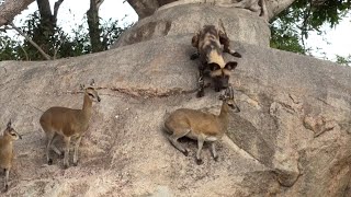 INCREDIBLE Wild Dogs Hunt Klipspringers [upl. by Nhabois]