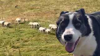 Amazing sheepdog working sheep on a Sunday [upl. by Xirtaeb339]