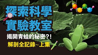 探究五臟六腑！解剖青蛙 上集【探索科學實驗教室】 [upl. by Hasina]