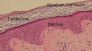 Layers of the Epidermis [upl. by Joanna125]