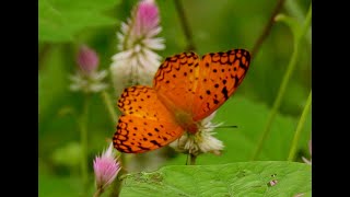 Common Leopard butterfly Life Cycle [upl. by Monte]