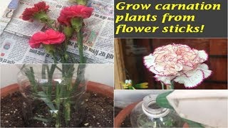 HOW TO GROW CARNATION PLANTS FROM FLOWER STICKS [upl. by Anaeda]