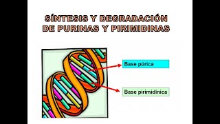 SÍNTESIS Y DEGRADACIÓN DE PURINAS Y PIRIMIDINAS [upl. by Dempsey]