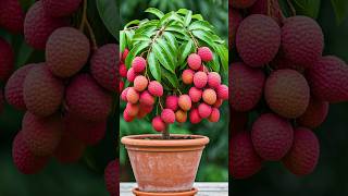 🌿The Absolute Best Way to Grow Your Litchi Tree at Home litchi gardening [upl. by Euqirdor957]