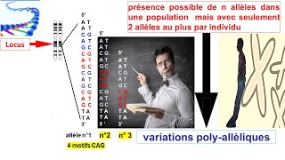 cours de la génétique organisation du génome humaine et lexpression des allèles  les diploïdes [upl. by Keram]