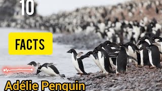 adelie penguin saves chicks facts [upl. by Ydissahc]