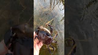 Feel like wonderful day to Catch Big freshwater Crab in flooding rice field mudcrab nature enjoy [upl. by Hickie]