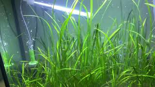 My vallisneria tank 😢 [upl. by Quartis]