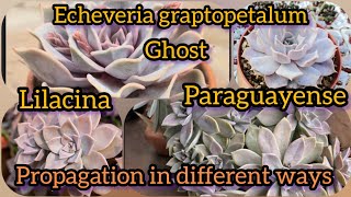 Echeveria graptopetalum Ghost Lilacina  paraguayense propagation different ways  Bloom with SI [upl. by Chilt]