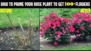 Do This And Get 500 More Flowers On Your Rose Plants With Updates [upl. by Naara]