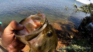 BOSKOP BASS A FLY FISHING SPECIAL [upl. by Killam425]