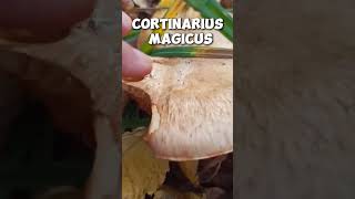 Cortinarius magicus shorts mushroom fungi foraging nature wildmushrooms [upl. by Ocin]