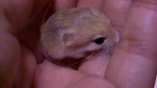 chirp of Pigmy Jerboa baby [upl. by Aryc]