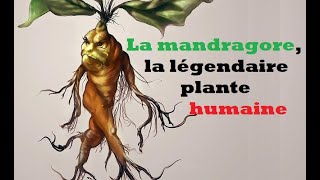 La mandragore la plante humaine qui rend fous  NirFact TLS TV [upl. by Aara310]