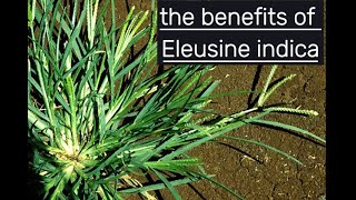 Benefit Of Eleusine indica [upl. by Onnem]