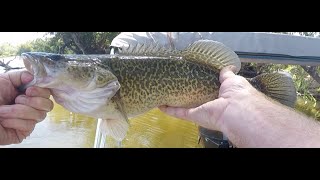 Murray Cod fishing in Albury Wodonga [upl. by Sabas]