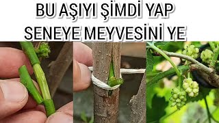 Dut Ağacına Bir Yılda Meyve Verdiren Aşı [upl. by Desta12]