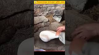 😱 মহিলারা জন্মদিনে রাইস কেক বানিয়ে সবাইকে অবাক করে দিয়েছে  Rice Cake Bangla [upl. by Nipha]