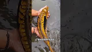 fish subscribe shortvideo [upl. by Salahcin]