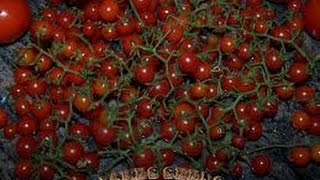 ⟹ Spoon Tomato Solanum pimpinellifolium Indeterminate PT1 TOMATO [upl. by Eelyac]