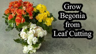 How to Grow Begonias from Leaf Cutting  Full Guide [upl. by Goff]