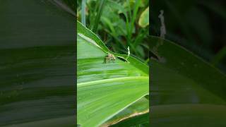 Spider predating fall armyworm larva shorts shortsfeed viralshorts [upl. by Klina]