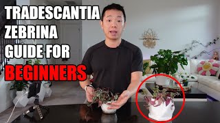 Tradescantia Zebrina House Plant Guide for Beginners [upl. by Htebazileyram]