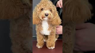 How to Groom a Maltipoo  Mastering the Art of Maltipoo Care  Unleash the Beauty [upl. by Carpio648]