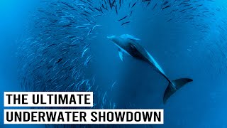 Africas Underwater Feeding Frenzy The Great Sardine Run 4K Documentary [upl. by Rabi]