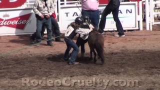 Calgary Stampede Pony Abuse [upl. by Zoarah]