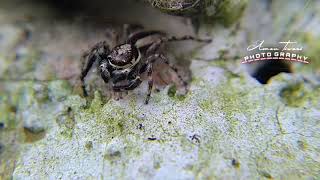 Gray Wall Jumping Spider Making Its Net House [upl. by Will]