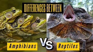 Key The Differences Between Amphibians and Reptiles  Comparison and Similarities [upl. by Evangelin]