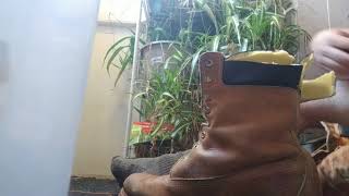 Enjoying My Friends 8quot Timberland Wheat Work Boots2 [upl. by Merrill741]